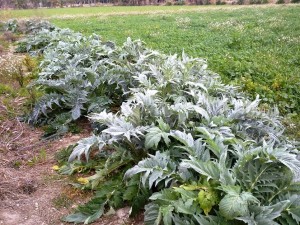 El compost como fertilizante orgánico aumenta la productividad del cardo y mejora las propiedades del suelo /O.C