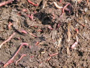 Vermicompost