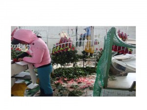 Industria florícola en Ecuador